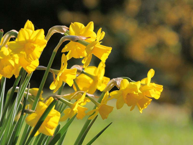 Narcissus 'Quail' (Jonquil Daffodil)
